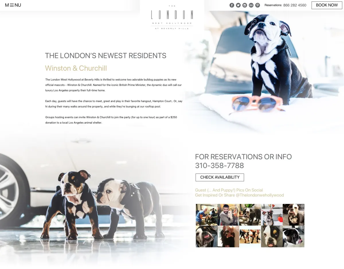 The Winston and Churchill page as designed: The London's Newest Residents, two bulldog puppies named for the British Prime Minister, with guests invited to meet them on Hampton Court and at the rooftop pool