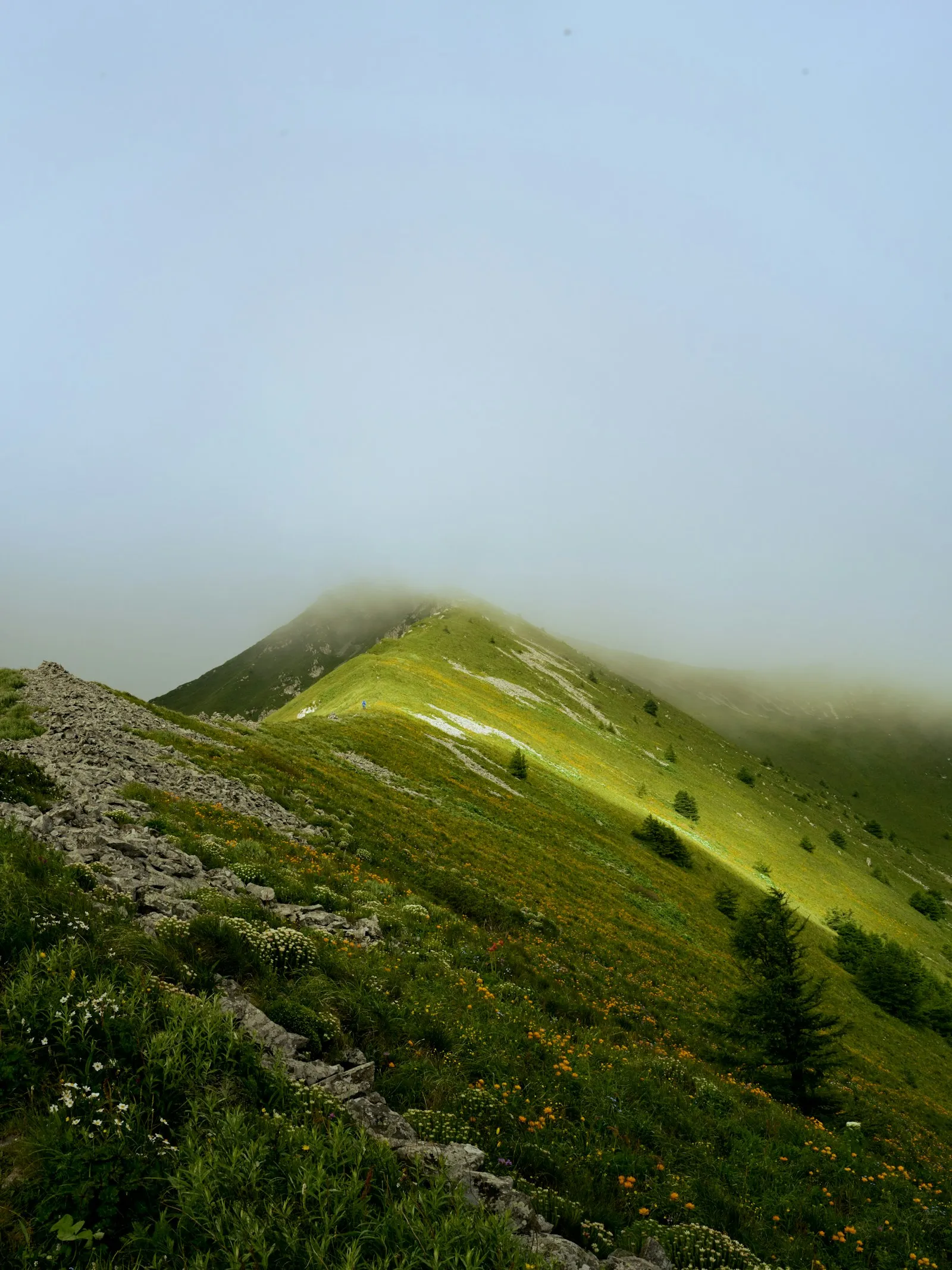 A winding rocky path along a misty green ridge covered in wildflowers