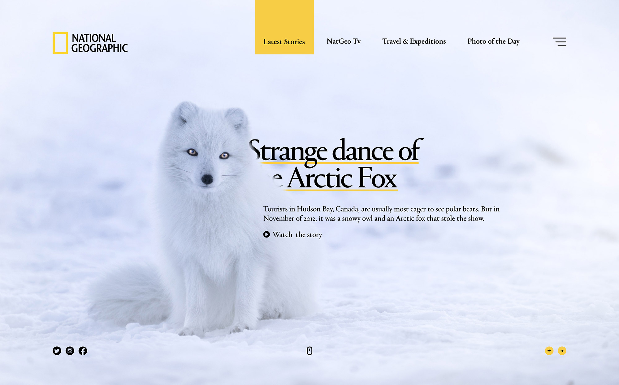 Strange dance of the arctic fox